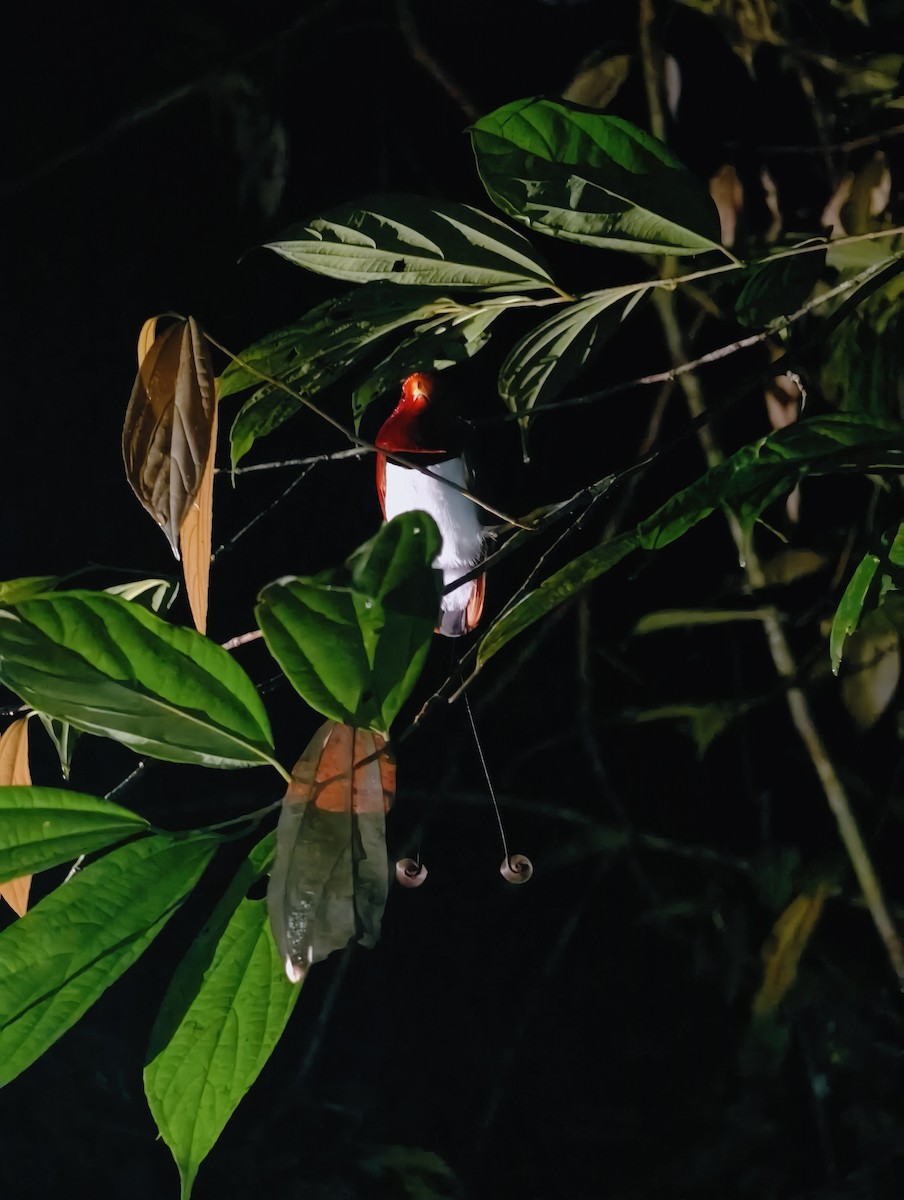 rajka královská - ML643806094