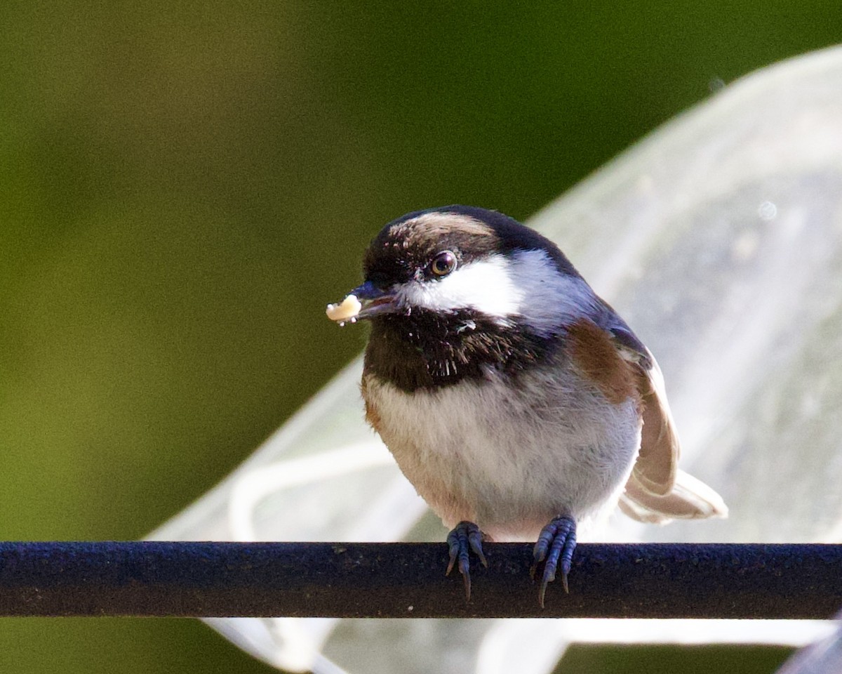 Mésange à dos marron - ML643806097