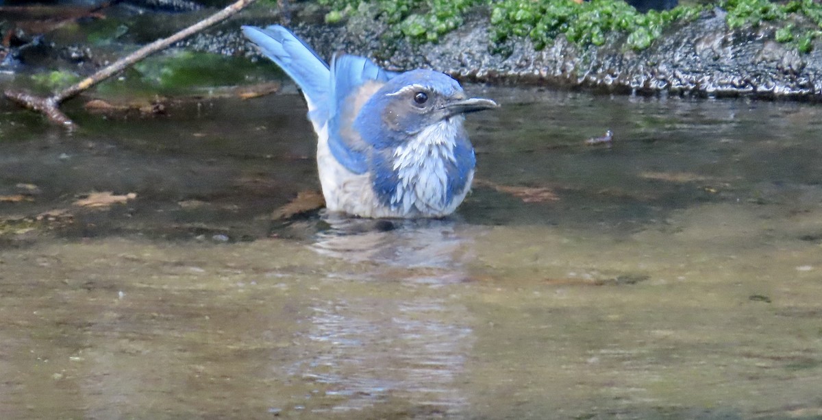 California Scrub-Jay - ML643806098
