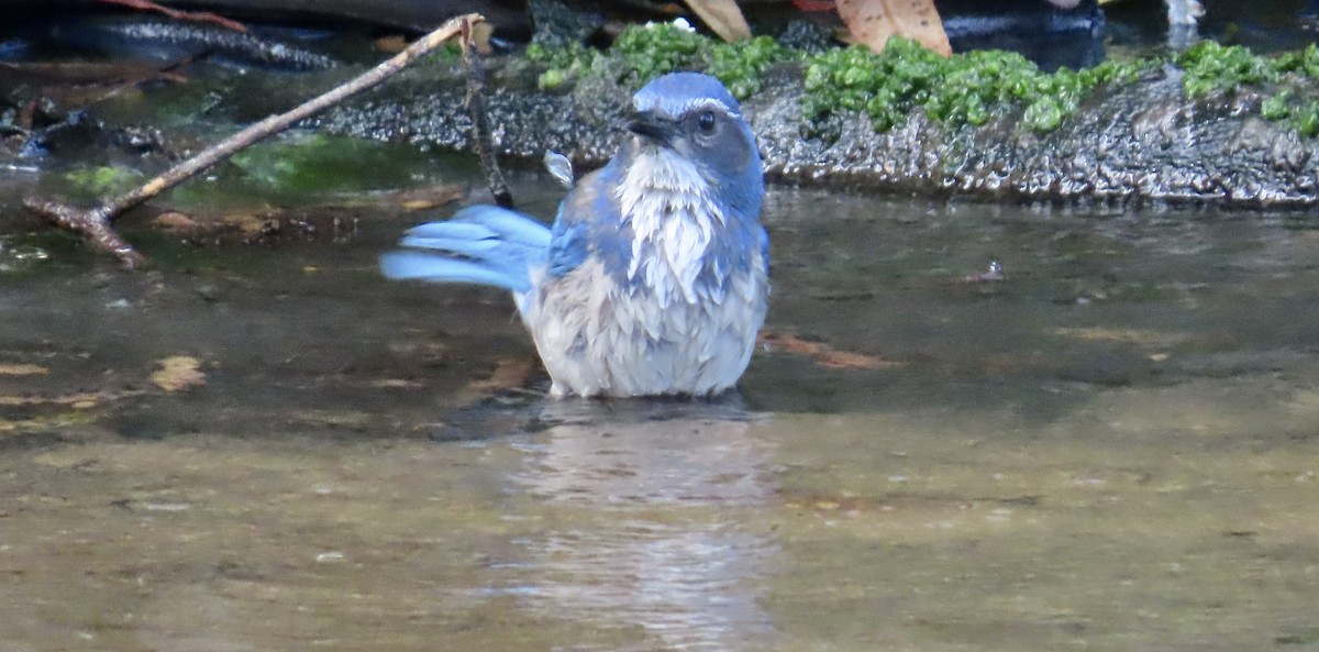 California Scrub-Jay - ML643806100