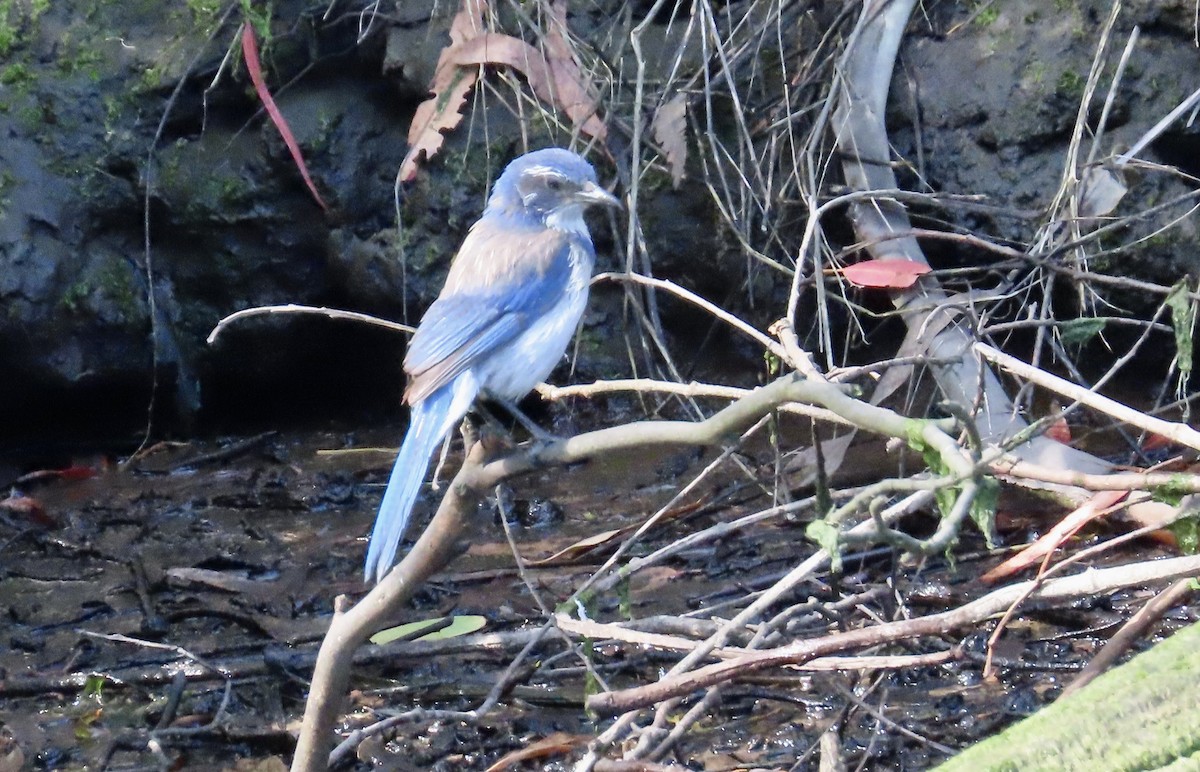 California Scrub-Jay - ML643806101