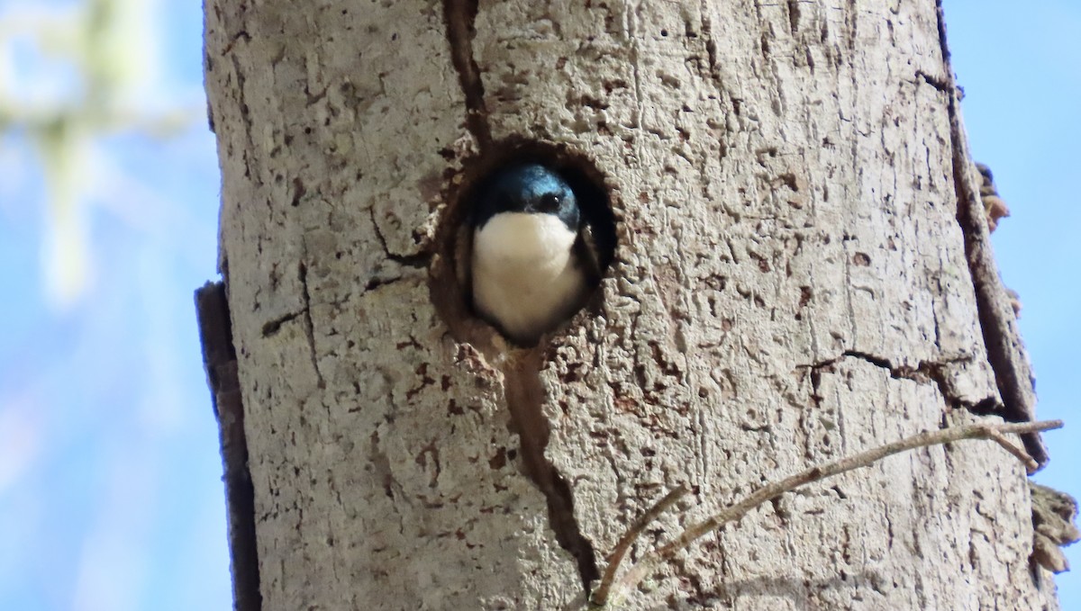 Tree Swallow - ML643806112