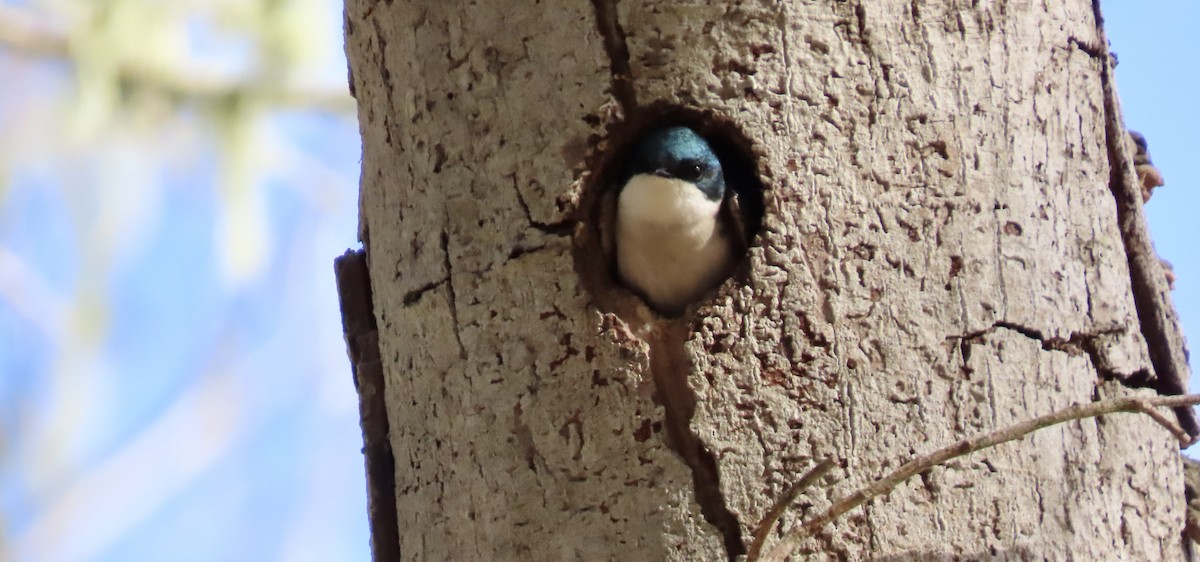Tree Swallow - ML643806114