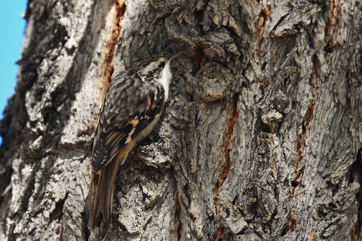 Brown Creeper - ML643806115