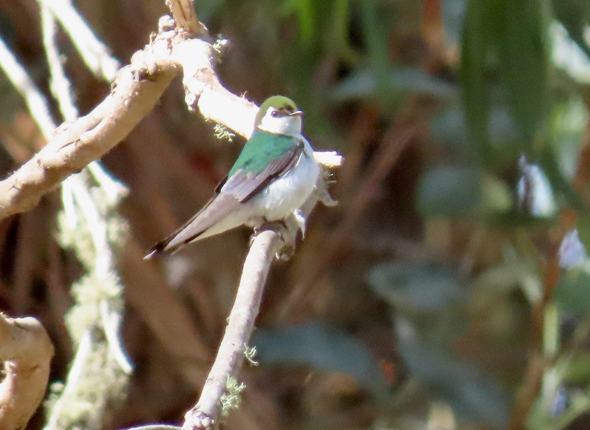 Violet-green Swallow - ML643806116