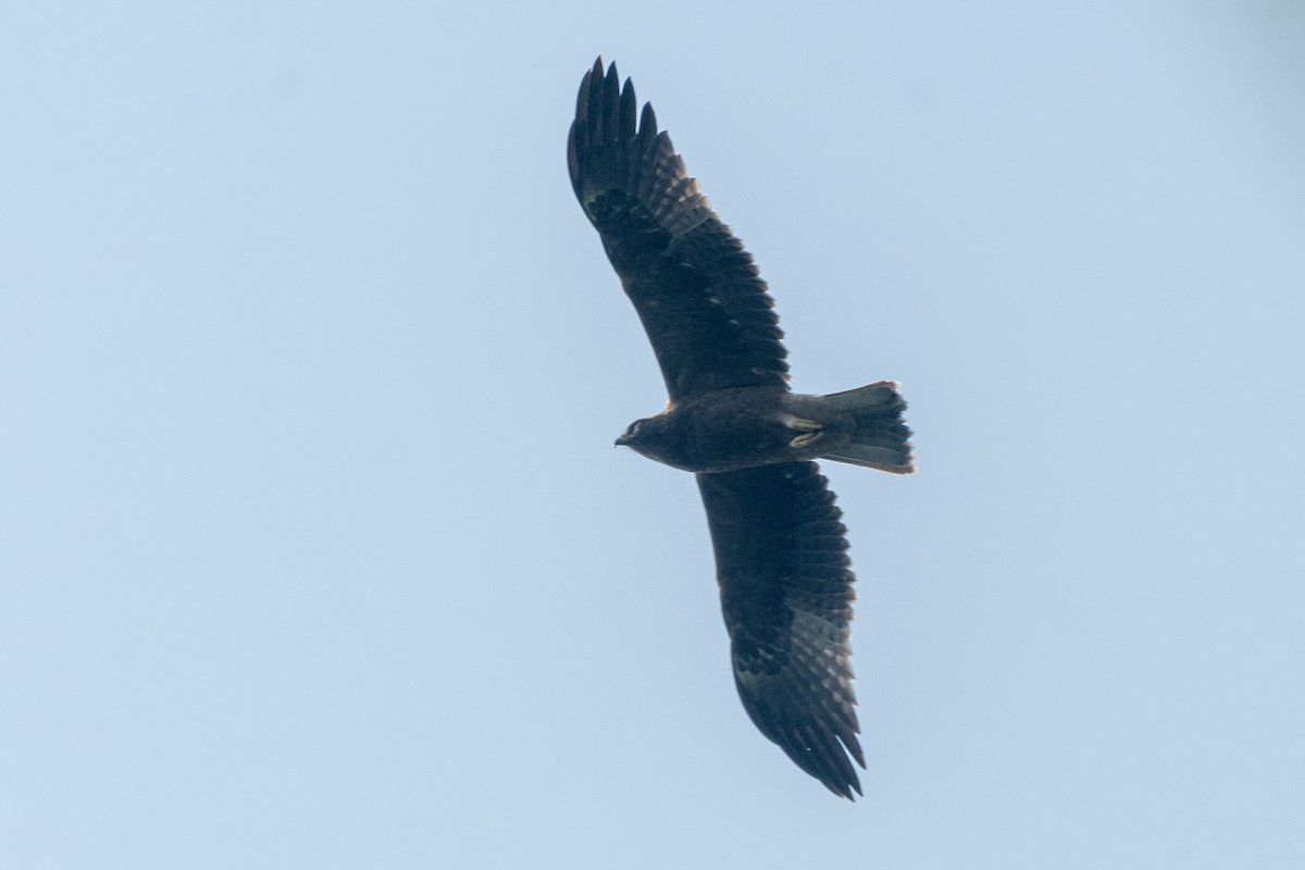 Бахим бүргэд - ML643806117