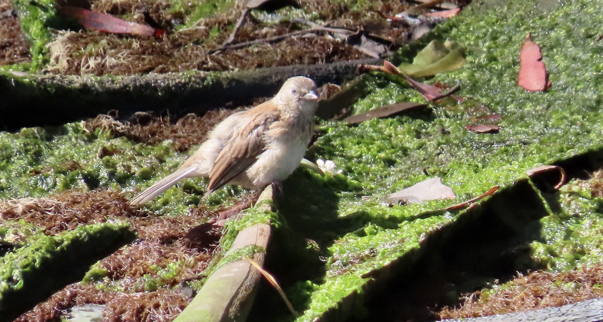 Dark-eyed Junco - ML643806123