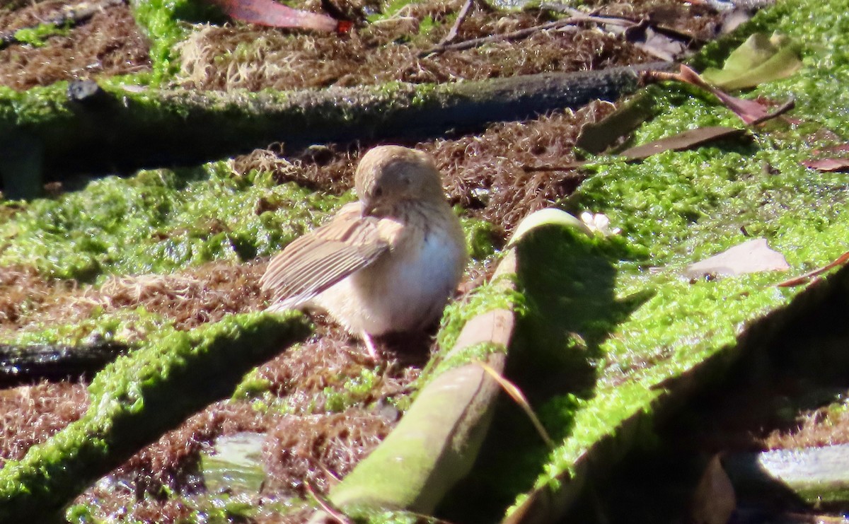 Dark-eyed Junco - ML643806124