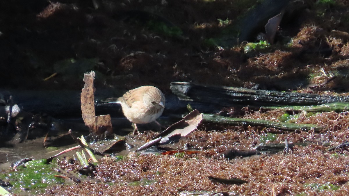 Dark-eyed Junco - ML643806125