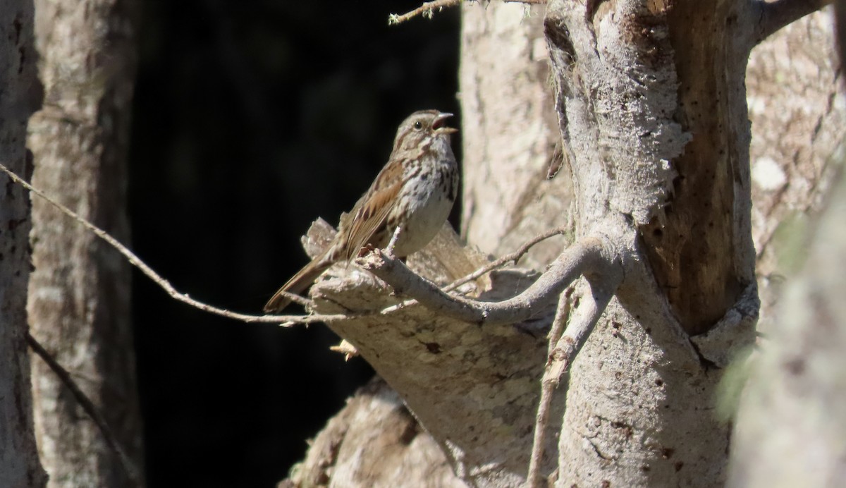 Song Sparrow - ML643806131