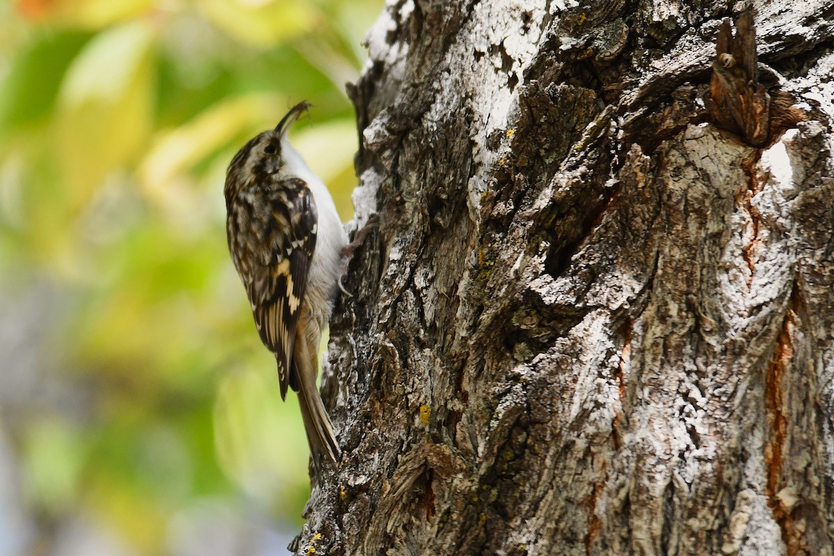 Brown Creeper - ML643806138