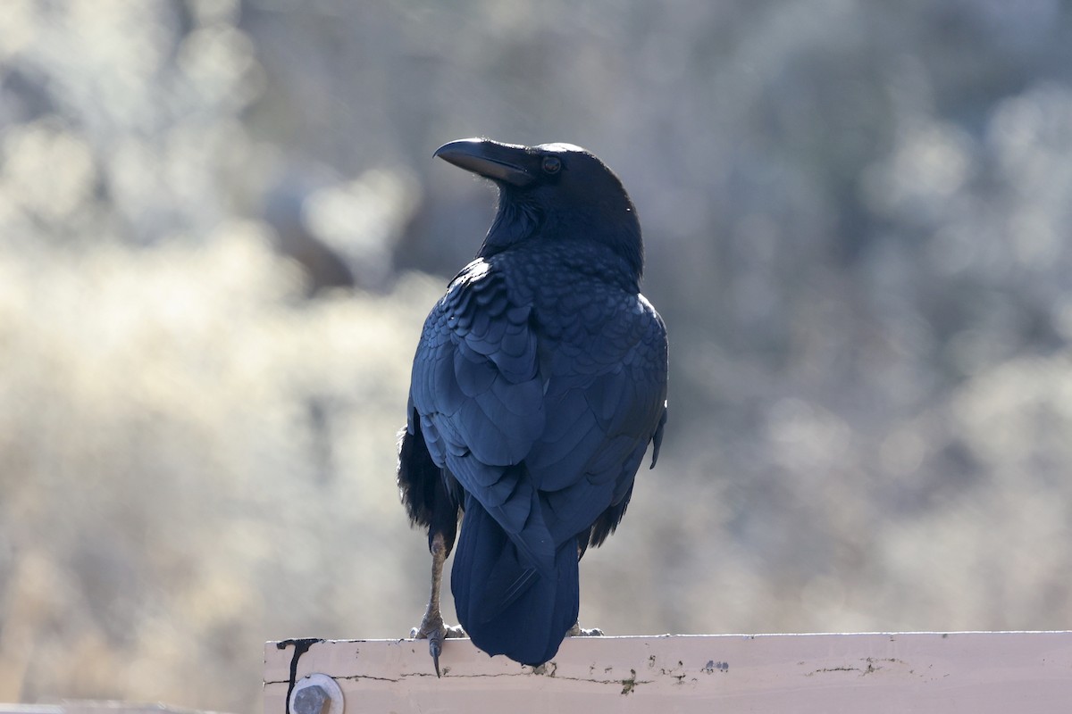 Grand Corbeau - ML643806149