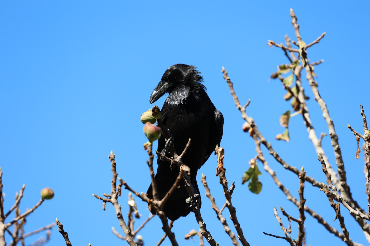 Grand Corbeau - ML643806150