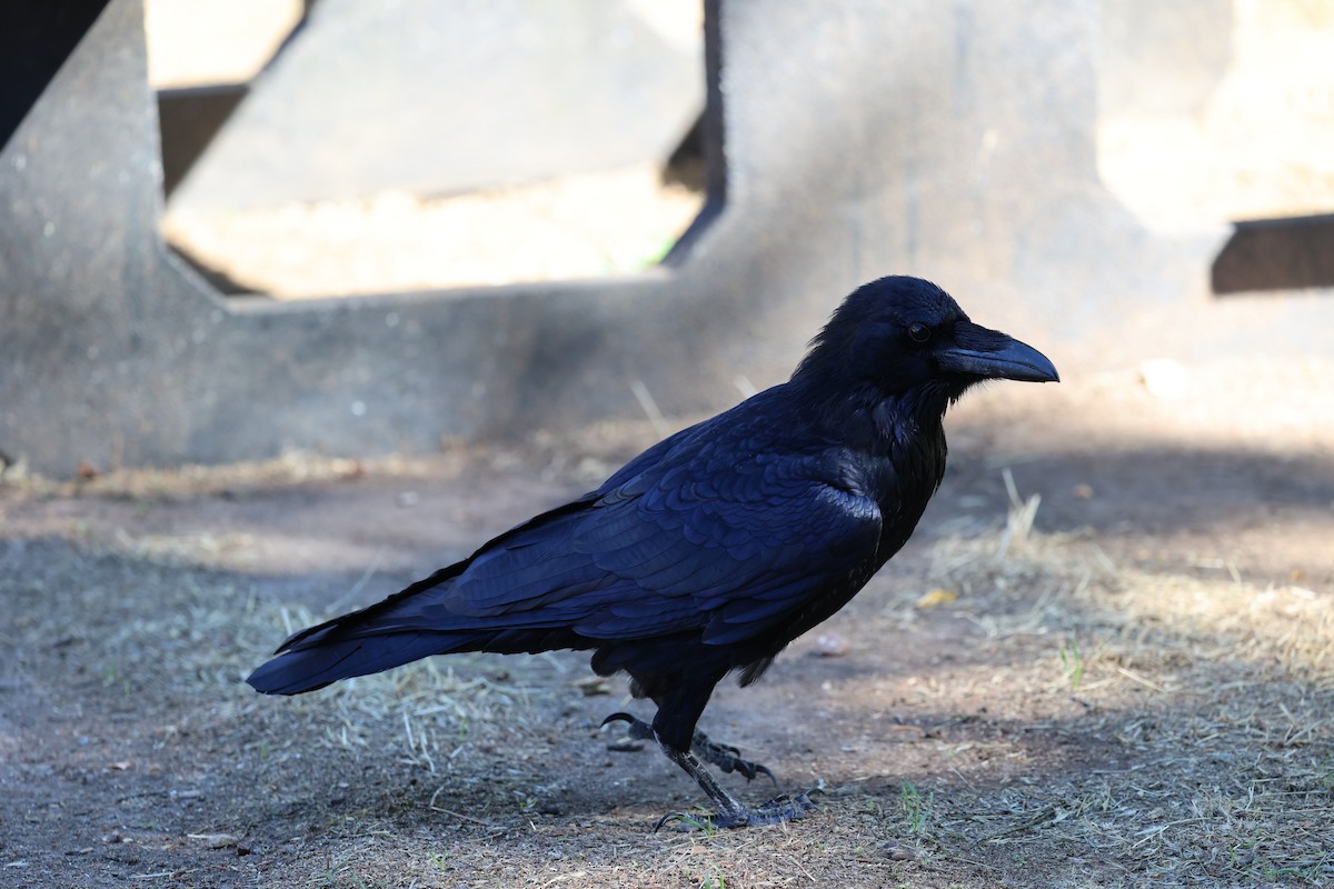 Grand Corbeau - ML643806151