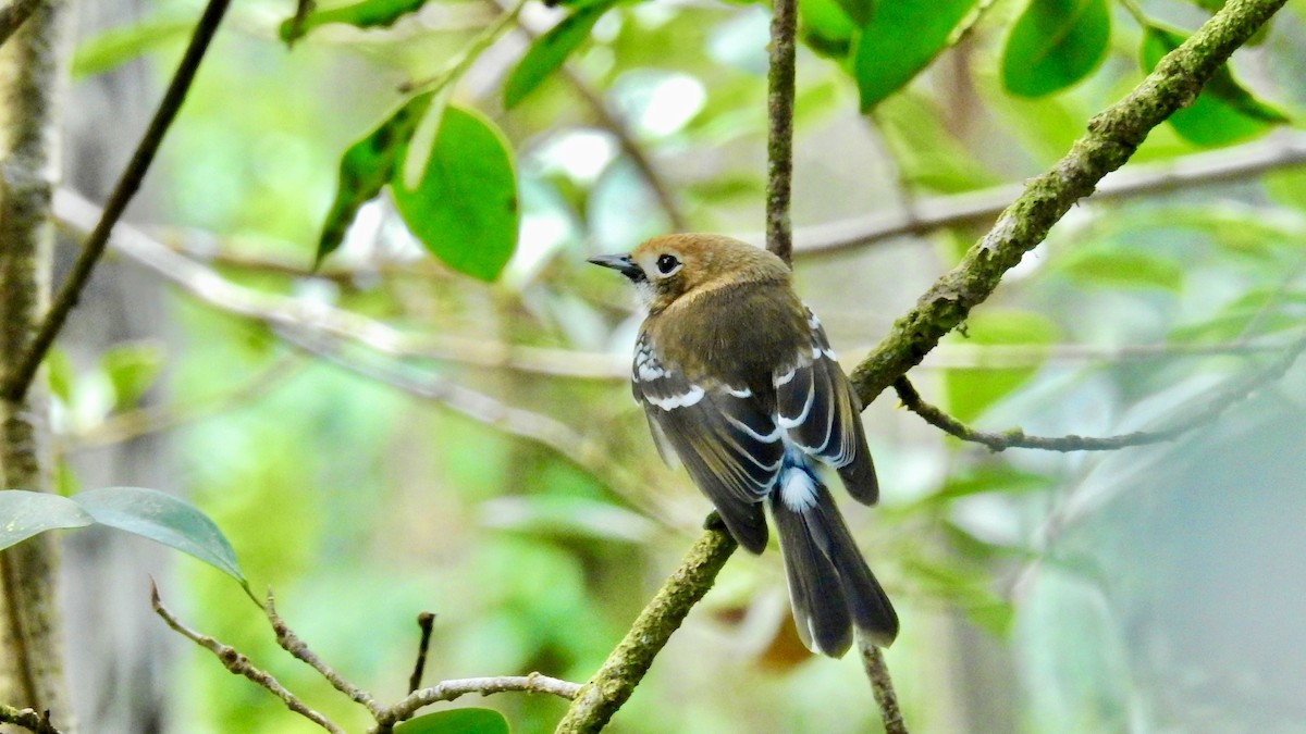 Oahu Elepaio - ML643806152