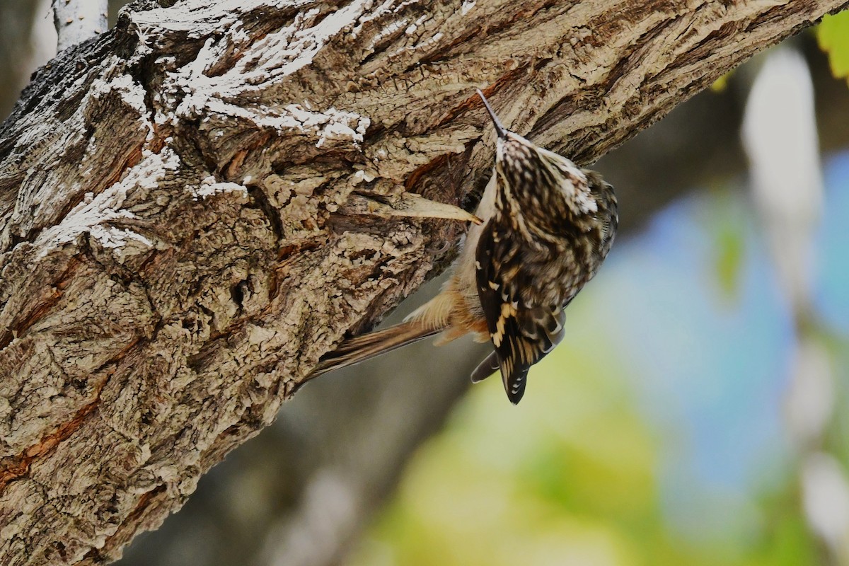 Brown Creeper - ML643806162