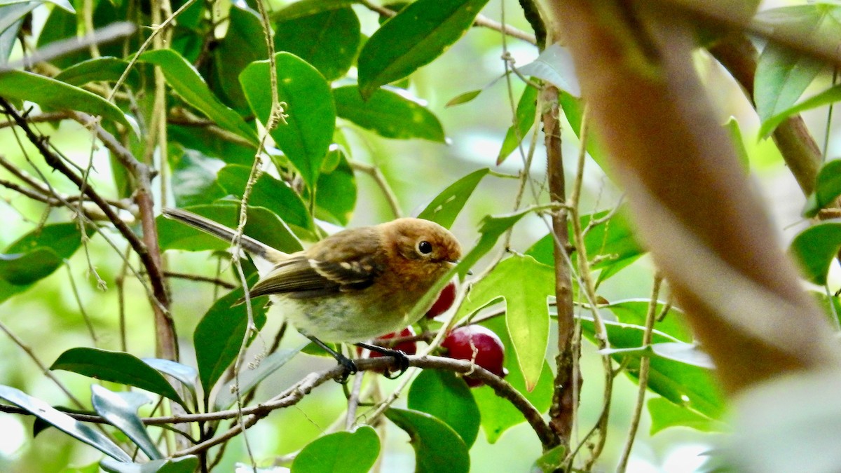 Oahu Elepaio - ML643806174