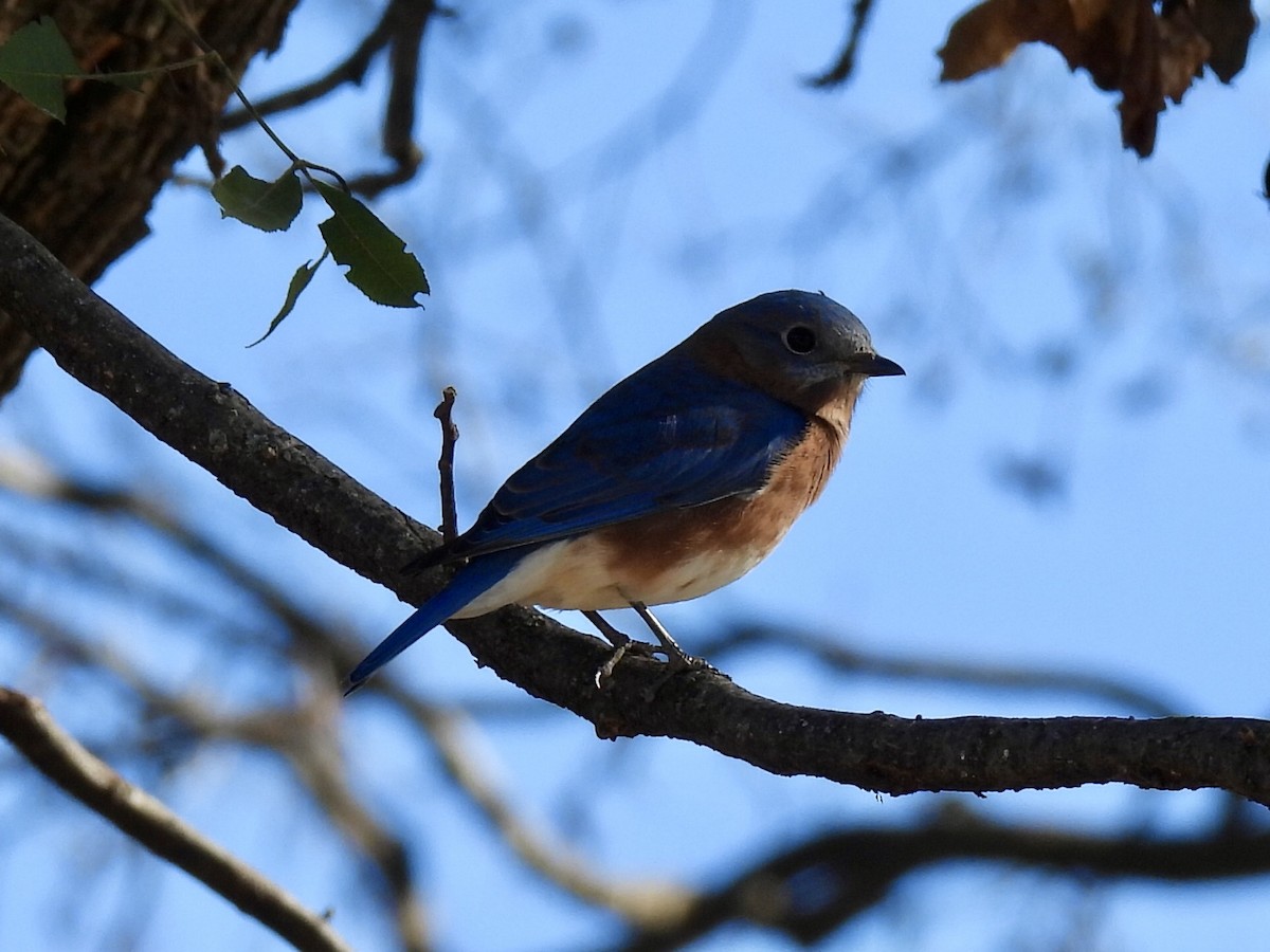 Eastern Bluebird - ML643806185