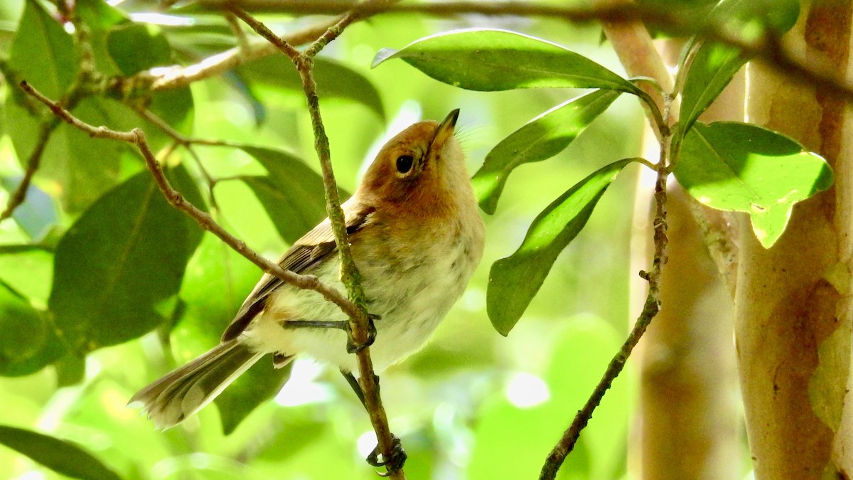 Oahu Elepaio - ML643806186