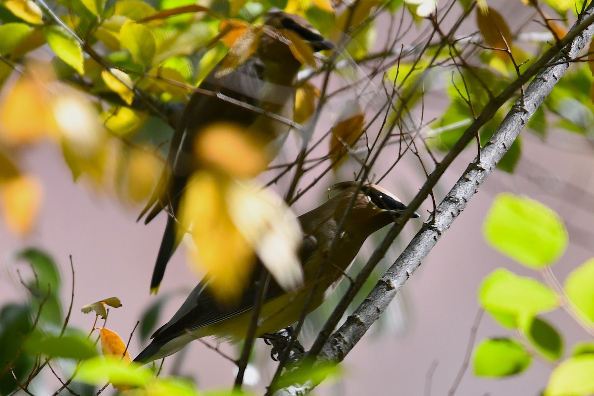 Cedar Waxwing - ML643806194
