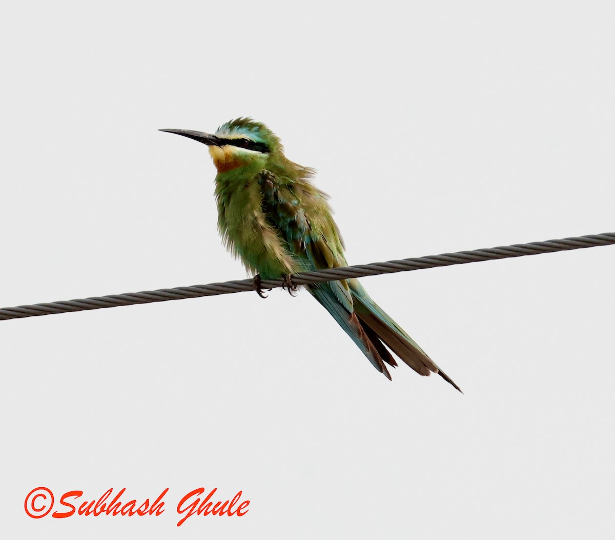 Blue-cheeked Bee-eater - ML643806202