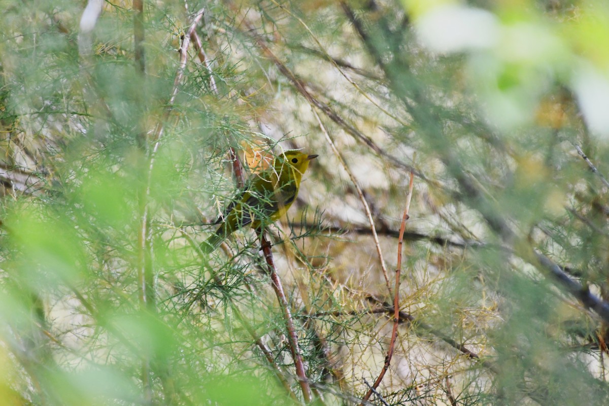 Wilson's Warbler - ML643806214