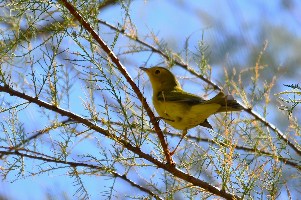 Wilson's Warbler - ML643806218