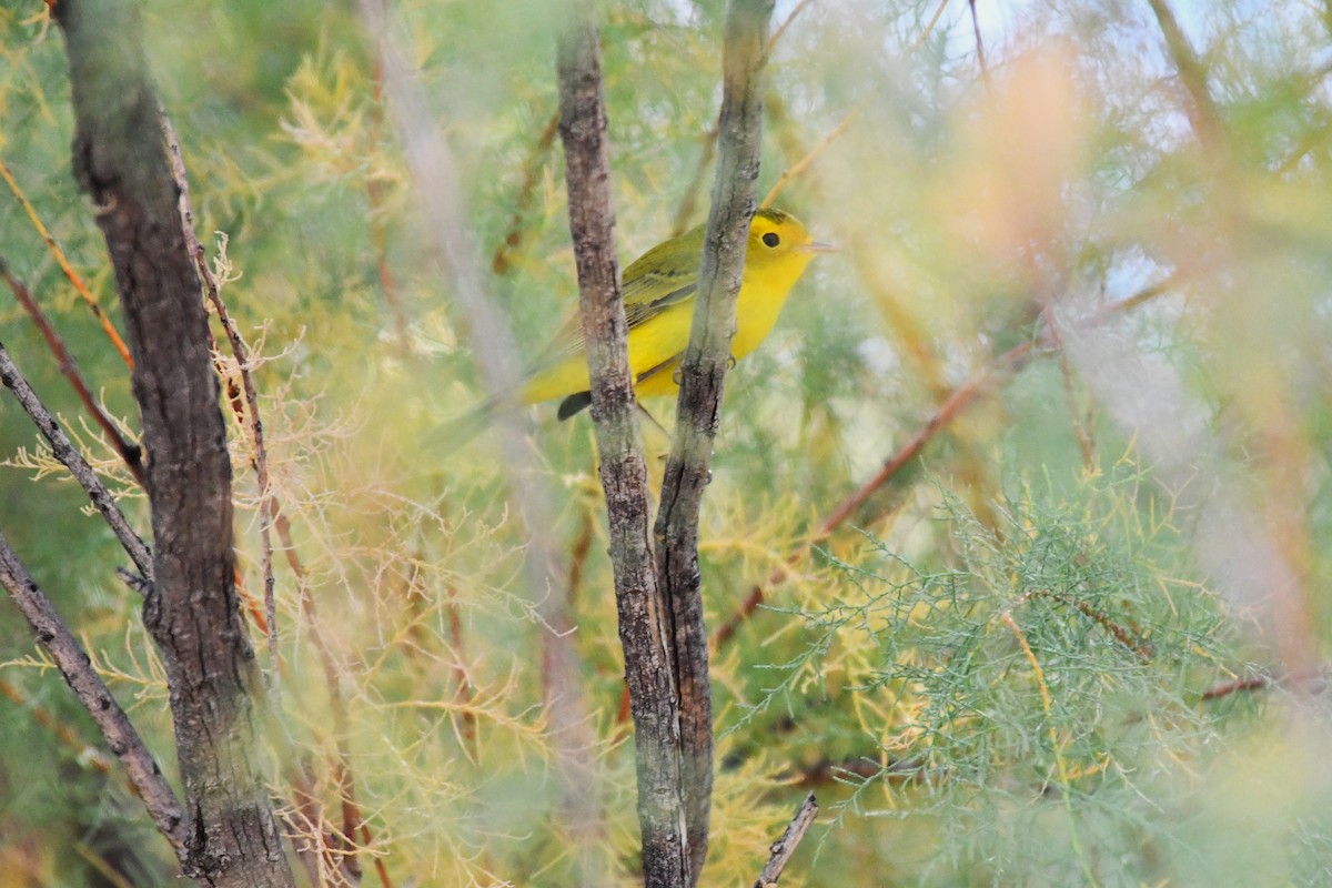 Wilson's Warbler - ML643806220