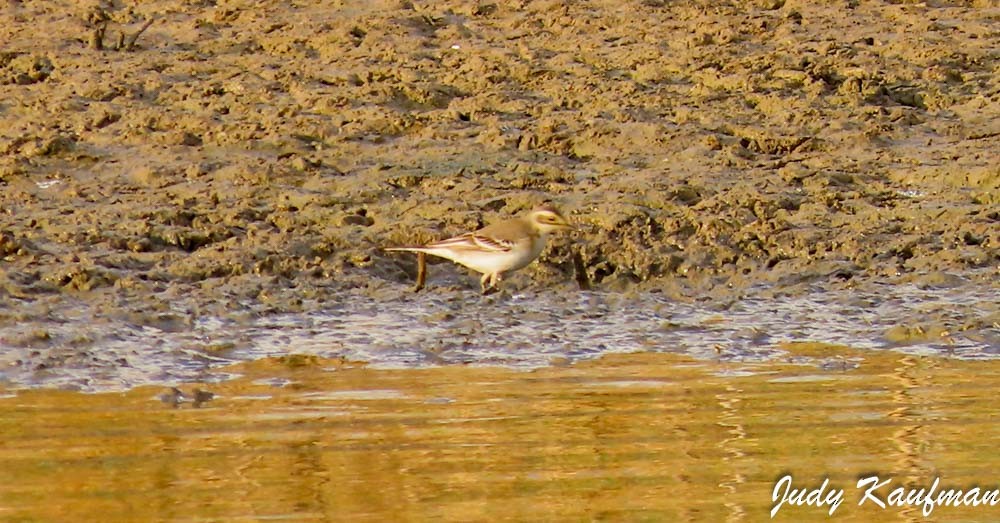 Citrine Wagtail - ML643806231