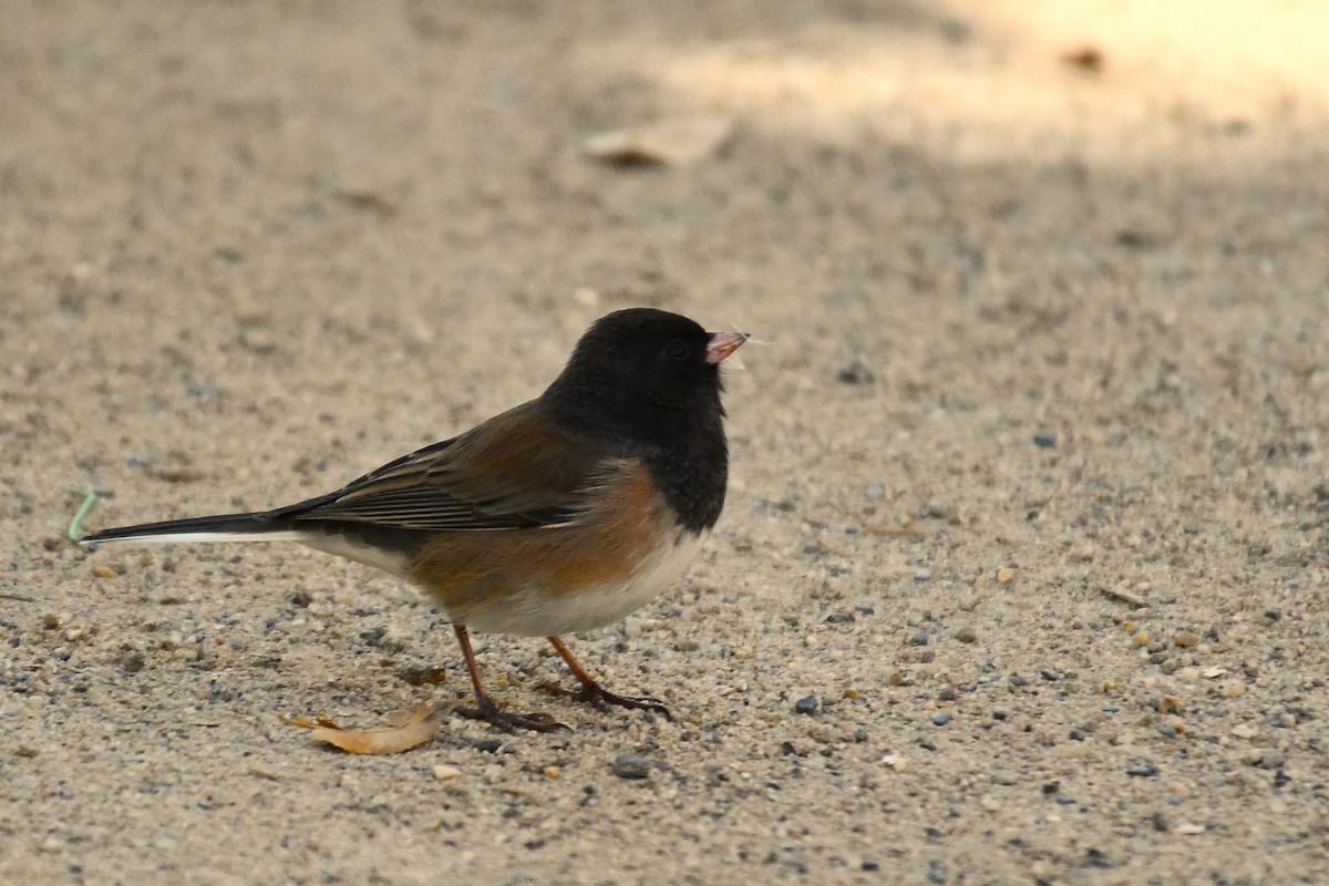 Dark-eyed Junco - ML643806232