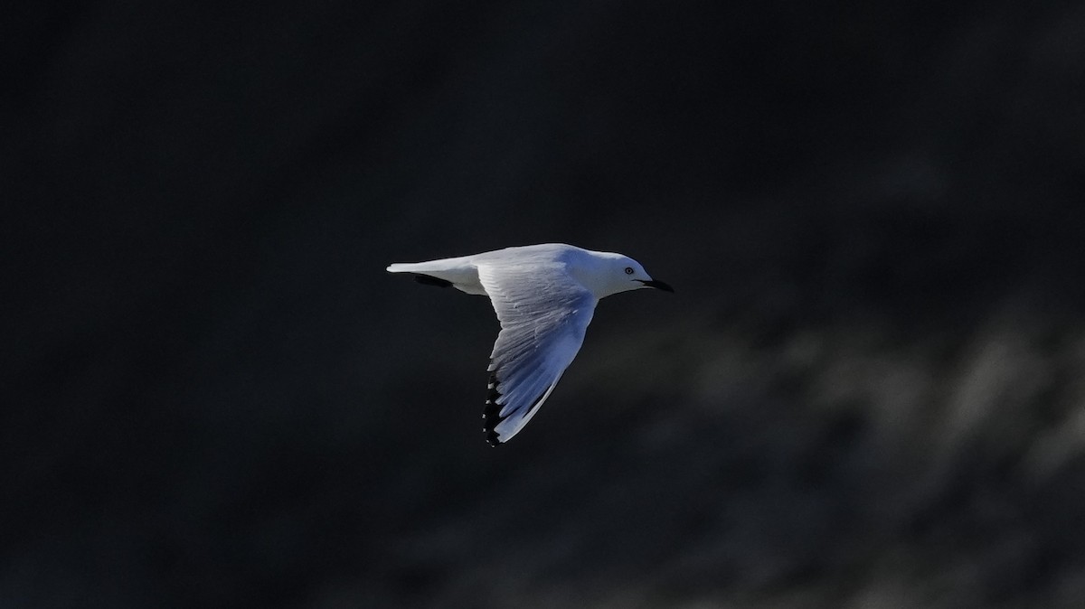 Маорийская чайка - ML643806263