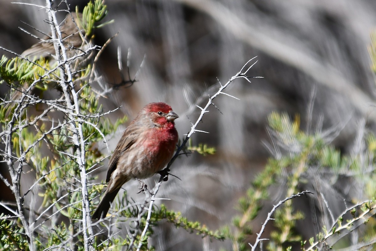 House Finch - ML643806273