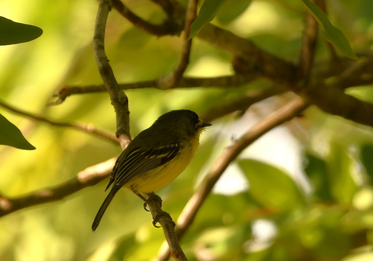 Gray-headed Tody-Flycatcher - ML643806278