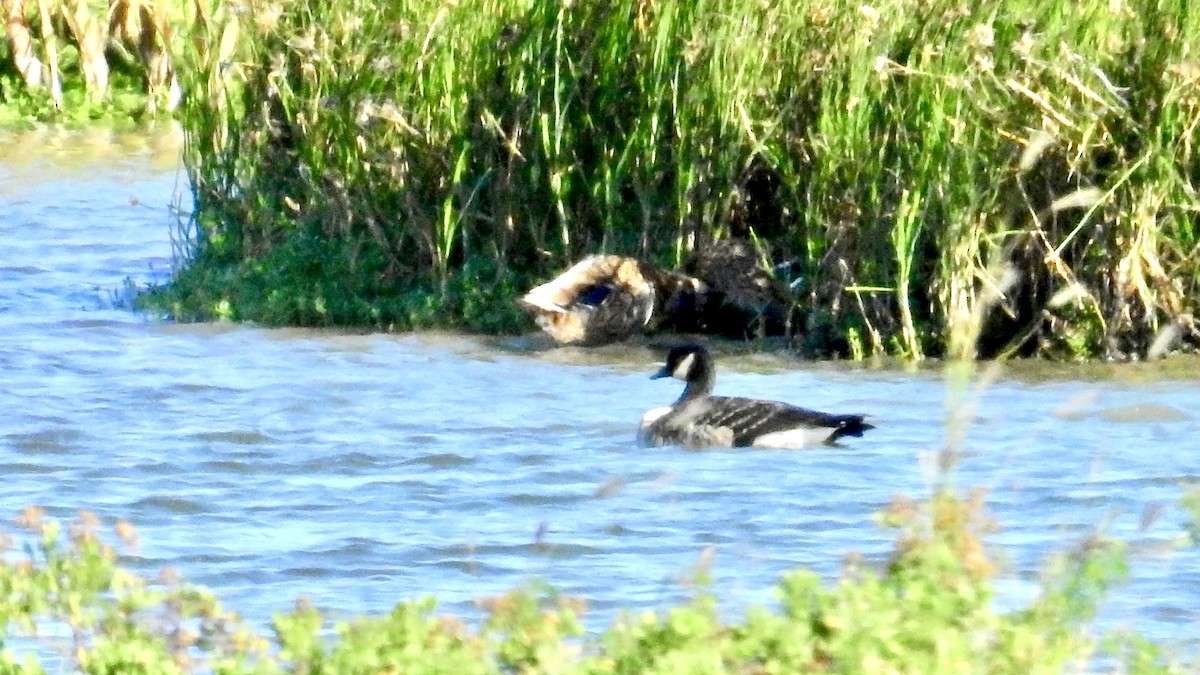 polargås - ML643806282
