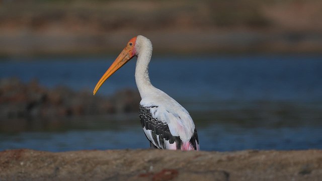Painted Stork - ML643806284