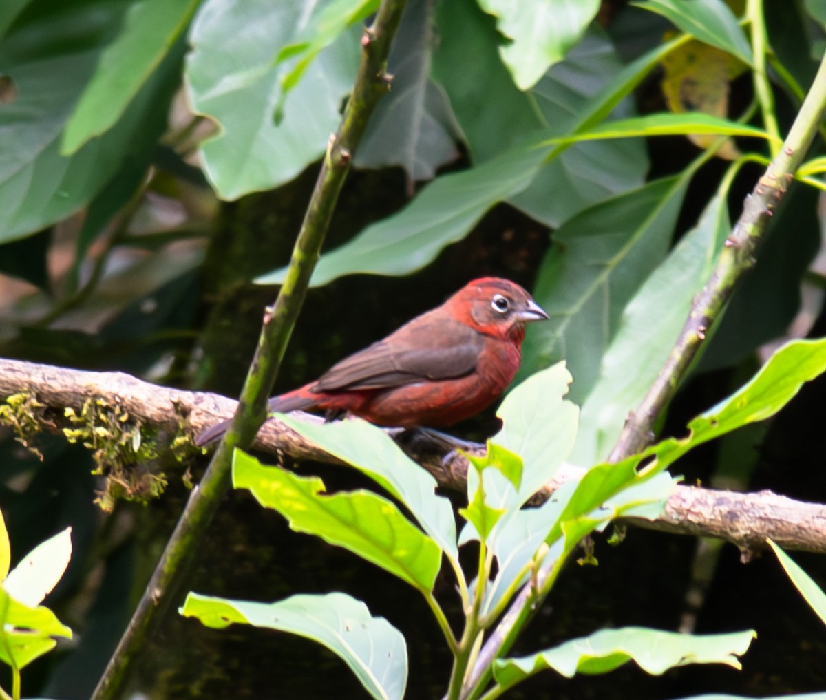 Red-crested Finch - ML643806289