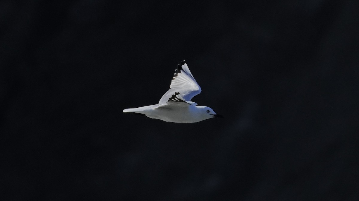 Маорийская чайка - ML643806290