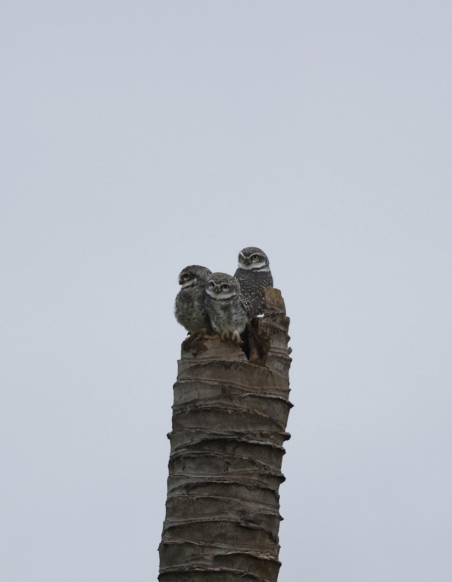 Spotted Owlet - ML643806293