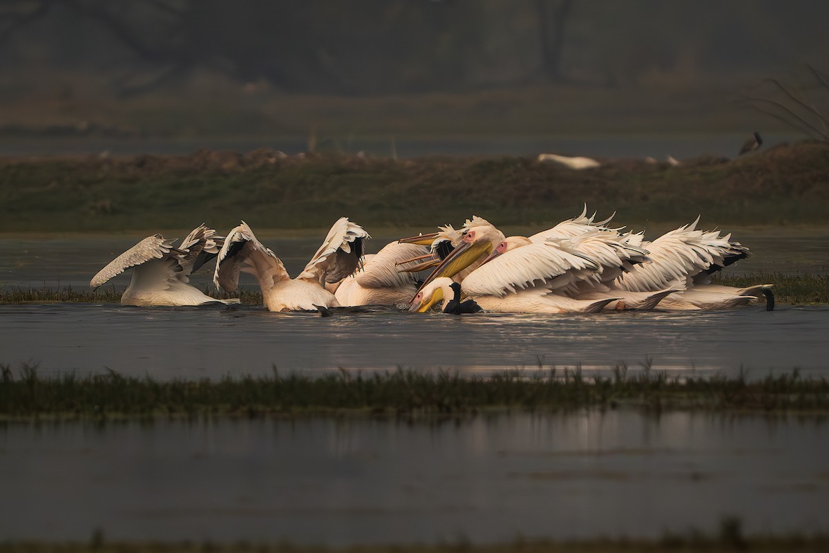 Great White Pelican - ML643806319
