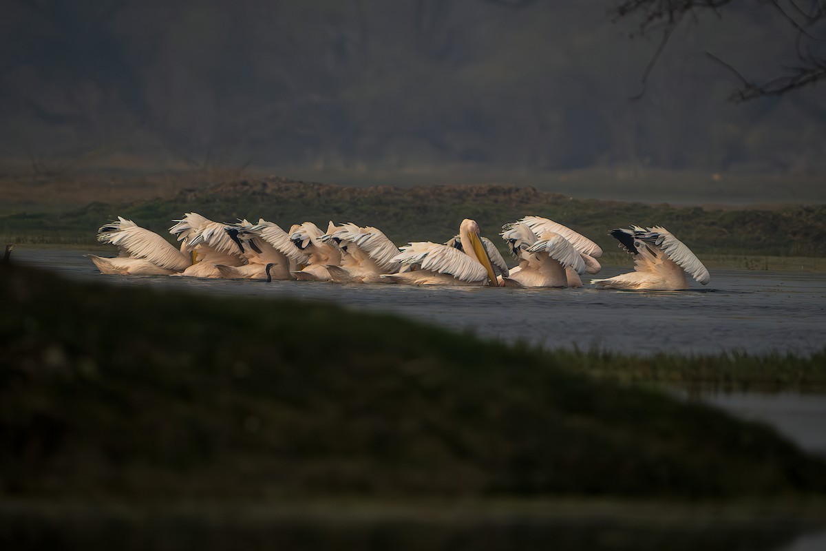 Great White Pelican - ML643806320