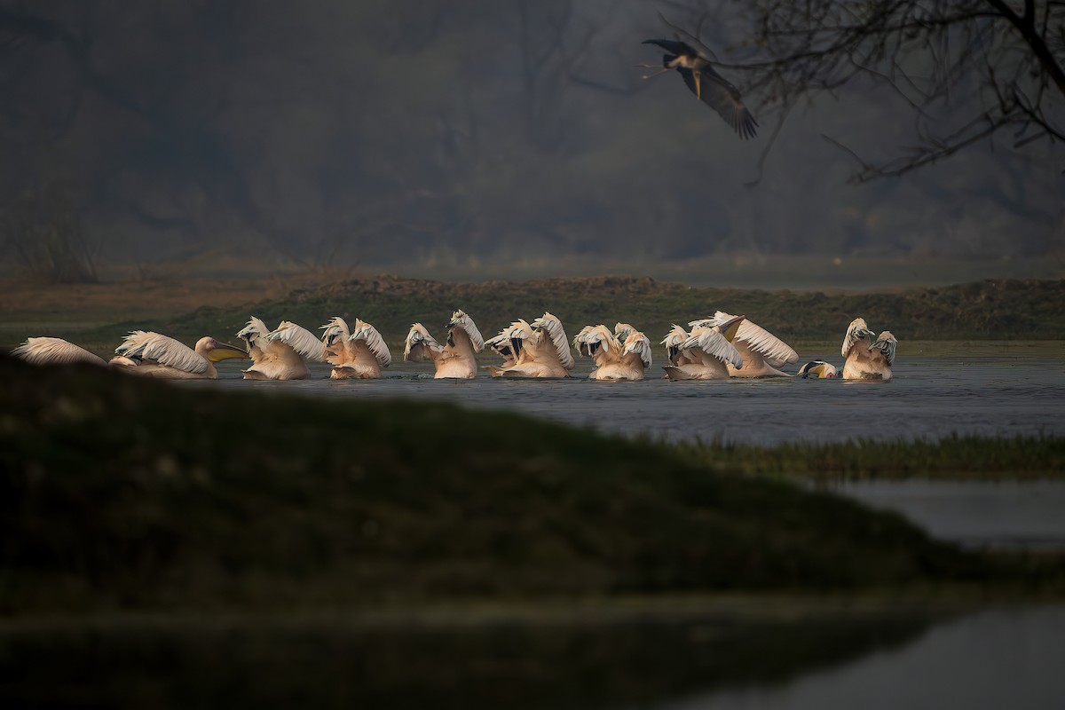 Great White Pelican - ML643806321