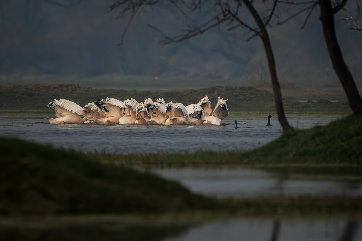 Great White Pelican - ML643806322