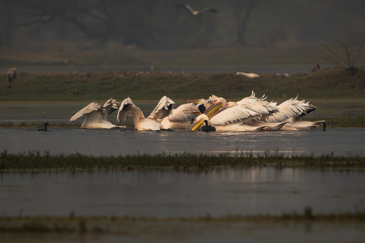 Great White Pelican - ML643806323