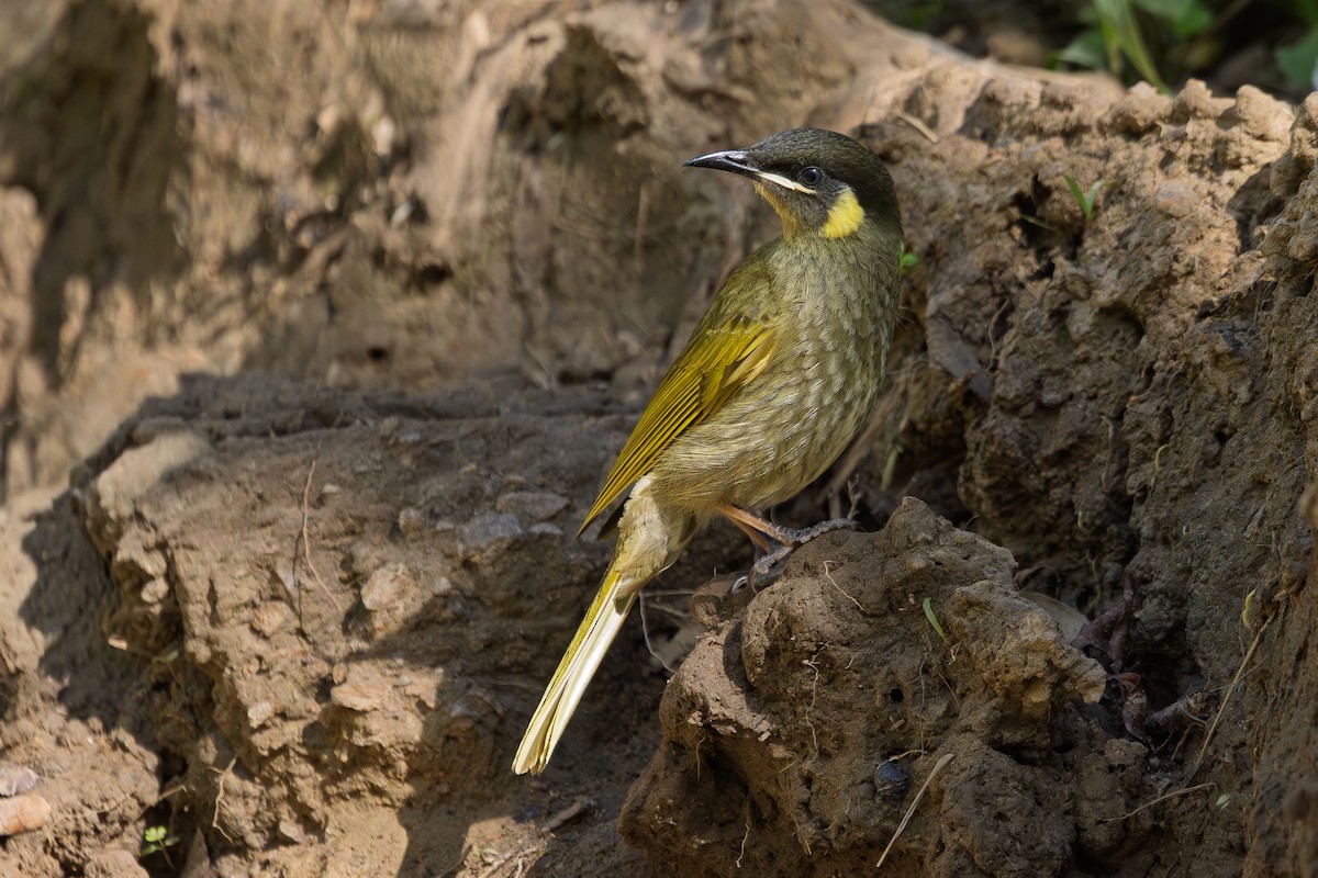 Goldohr-Honigfresser - ML643806340