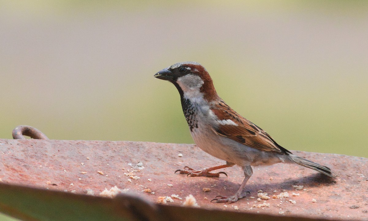 House Sparrow - ML643806342