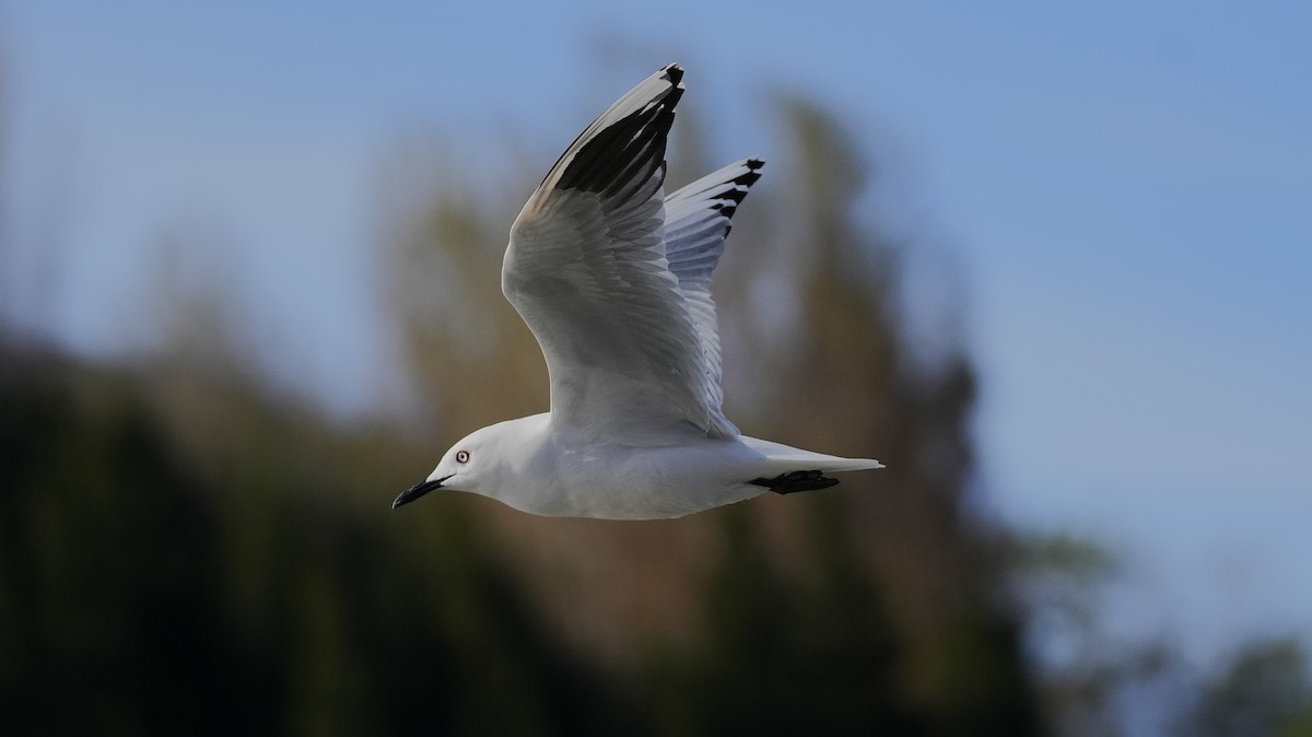 Маорийская чайка - ML643806343