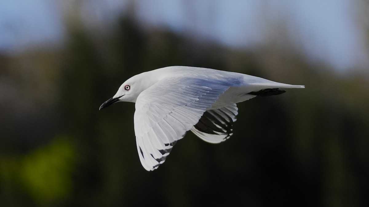 Маорийская чайка - ML643806361