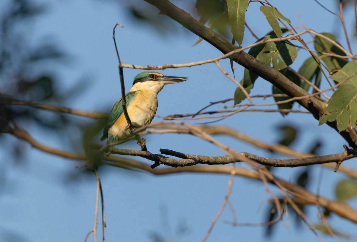 Sacred Kingfisher - ML643806370