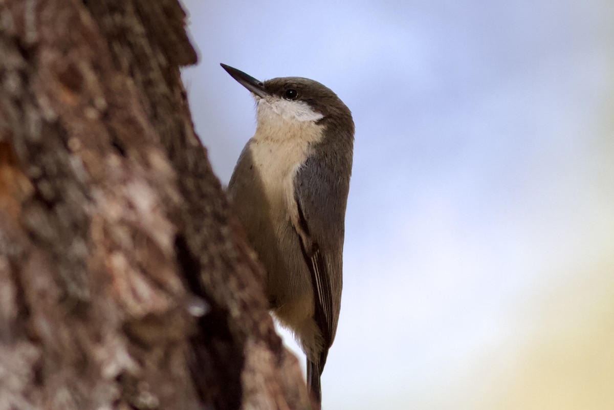 Pygmy Nuthatch - ML643806382