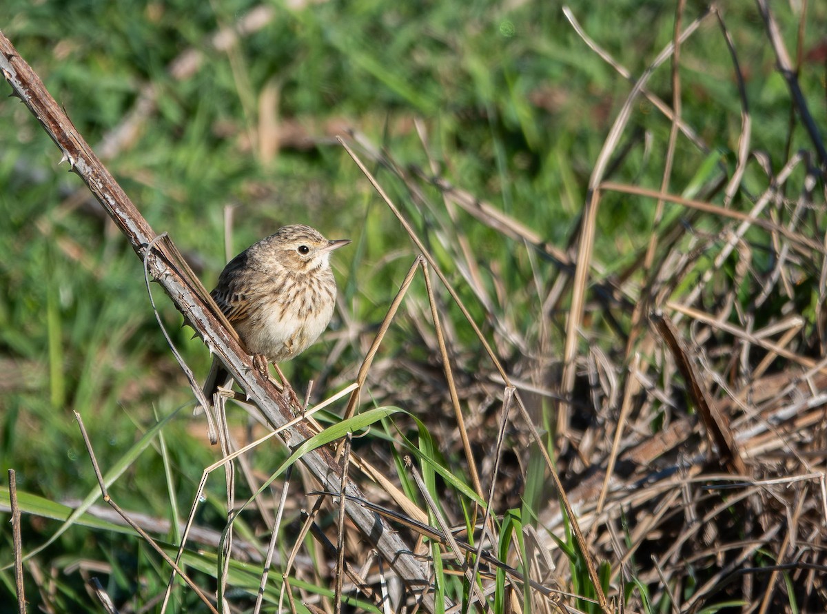 Australian Pipit - ML643806401